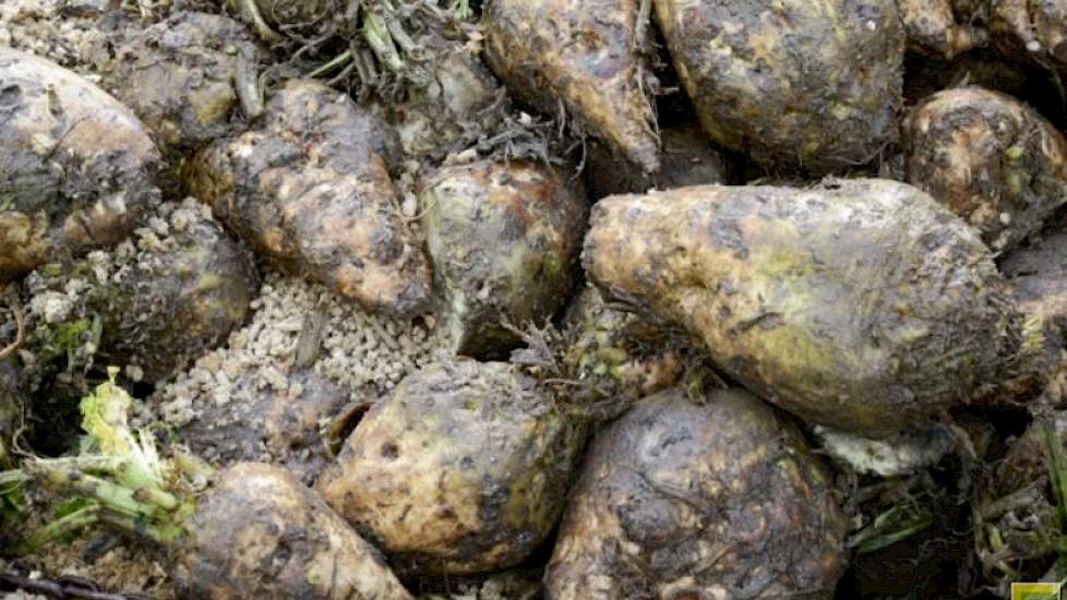 Veel collega's zijn volgens Bouma huiverig voor de teelt van voederbieten, omdat er klei en grond aan de bieten kan blijven hangen. Maar omdat je verhoudingsgewijs weinig bieten voert, valt dat erg mee, volgens Bouma. “Op 7 kilo bieten is de tarra verwaar