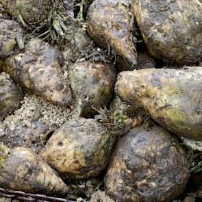 Veel collega's zijn volgens Bouma huiverig voor de teelt van voederbieten, omdat er klei en grond aan de bieten kan blijven hangen. Maar omdat je verhoudingsgewijs weinig bieten voert, valt dat erg mee, volgens Bouma. “Op 7 kilo bieten is de tarra verwaar