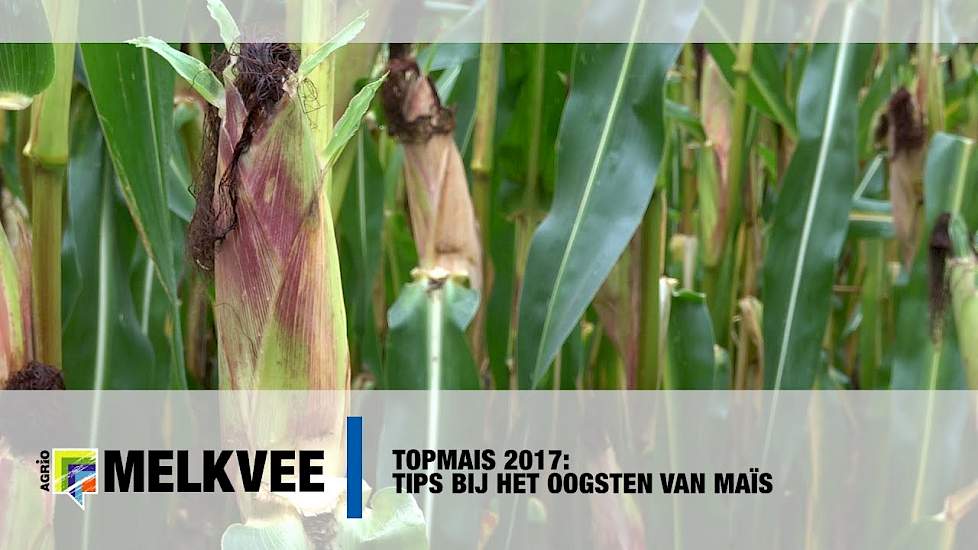 Topmais 2017: Tips bij het oogsten van maïs - www.melkvee.nl