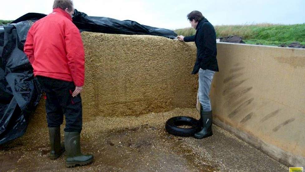 Hemstede haalde dit jaar een topopbrengst van tegen de 60 ton per hectare. De voederwaarde viel hem echter wat tegen. Het doel was om 1000 VEM en 400 gram zetmeel te oogsten. Die bleef echter steken op 964 VEM en 361 gram zetmeel. „Niet dat de voederwaard