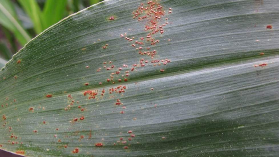 Puccinia spp., roest