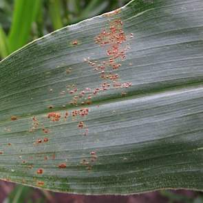 Puccinia spp., roest