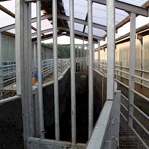 Afkalfleeftijd van de vaarzen vinden de meeste Engelse melkveehouders niet belangrijk. Behalve Grosvenor Farms, die 1.000 stuks jongvee opfokken voor 1 eigenaar. Het jongvee wordt regelmatig gewogen. De ALVA ligt dan ook netjes op 2 jaar.