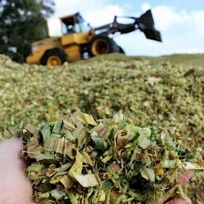 Het resultaat stelde niet teleur: 196.830 kg vers product a 35% droge stof, dit maakt 57.891 kg vers en 20.238 kg droge stof per hectare.