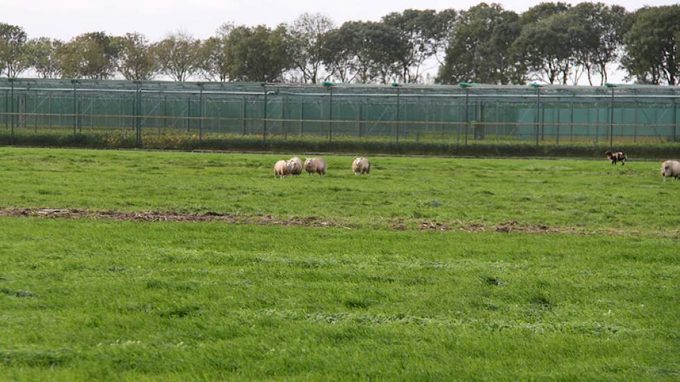 Een koppel schapen is dit jaar geen overbodige luxe om het gras niet te lang de winter in te laten gaan.