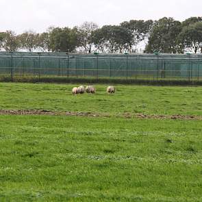 Een koppel schapen is dit jaar geen overbodige luxe om het gras niet te lang de winter in te laten gaan.