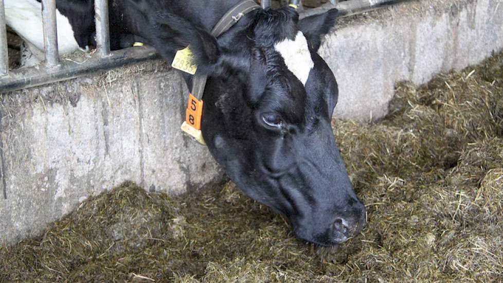 En de koeien? Die blijken vandaag de grootste watjes. Een deel van de dames staat lekker droog aan het voerhek te eten.