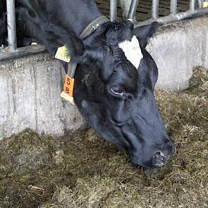 En de koeien? Die blijken vandaag de grootste watjes. Een deel van de dames staat lekker droog aan het voerhek te eten.