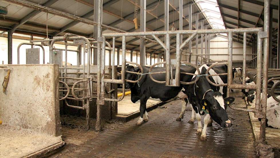 De beweidingsbox staat één spantvak in de stal. ’s Winters gebruikt de koppel de box om vanuit het voerhek weer bij de middelste rij boxen te komen. “Ideaal”, vindt Hoeve, “omdat de koeien de hekjes al gewend zijn is dit ’s zomers geen probleem.” Doordat