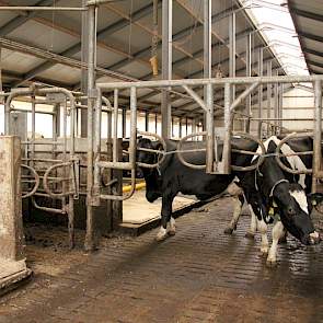 De beweidingsbox staat één spantvak in de stal. ’s Winters gebruikt de koppel de box om vanuit het voerhek weer bij de middelste rij boxen te komen. “Ideaal”, vindt Hoeve, “omdat de koeien de hekjes al gewend zijn is dit ’s zomers geen probleem.” Doordat