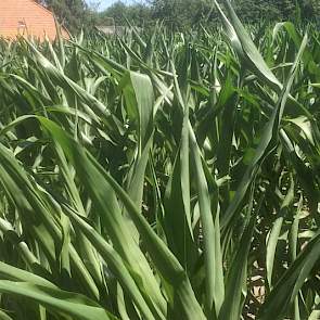 op het heetst van de dag is te zien dat veel planten vocht tekort komen