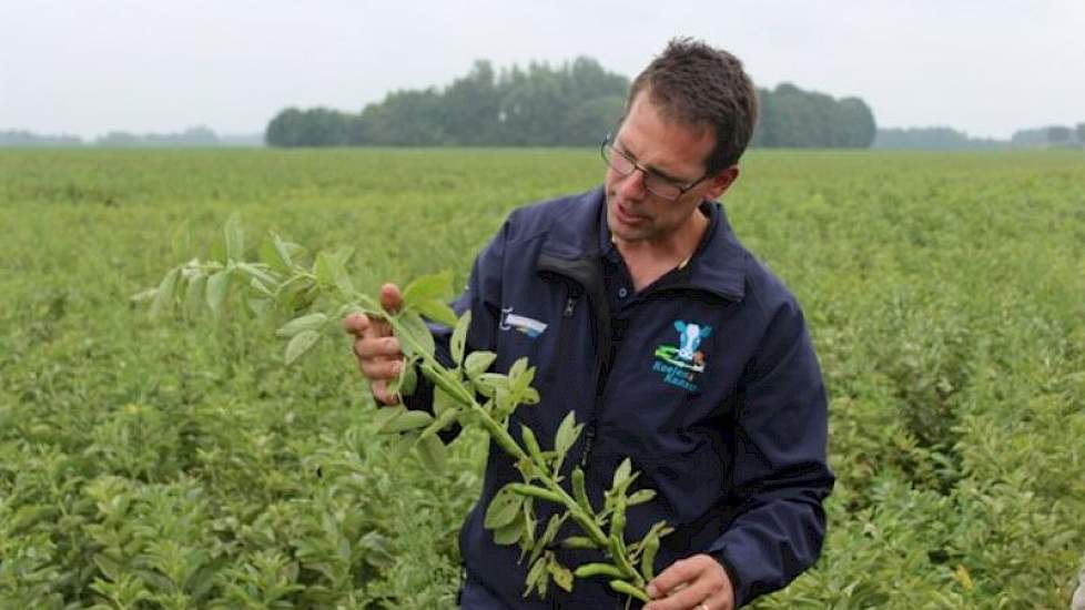 Op 15 juli waren de bonen nog groen