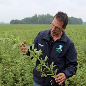 Op 15 juli waren de bonen nog groen