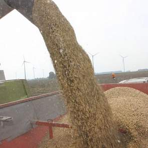 De veldbonen werden direct gelost in de hamermolen