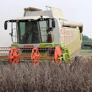 Begin augustus dorste de loonwerker de winterveldbonen