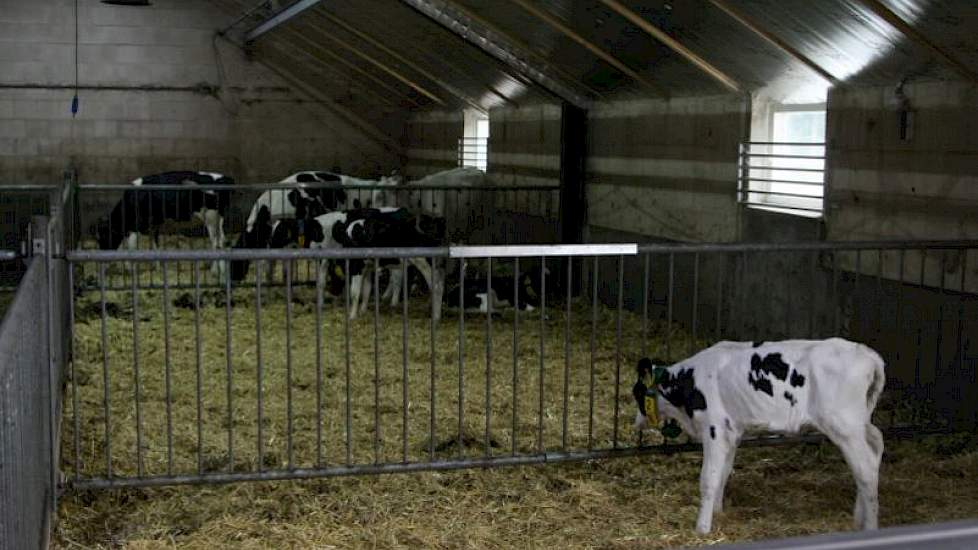 De bestaande varkensstal  is aangepast naar een jongveestal die is ingericht volgens het doorschuifsysteem.