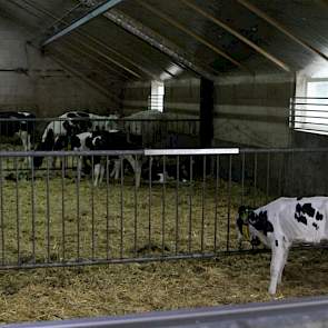 De bestaande varkensstal  is aangepast naar een jongveestal die is ingericht volgens het doorschuifsysteem.