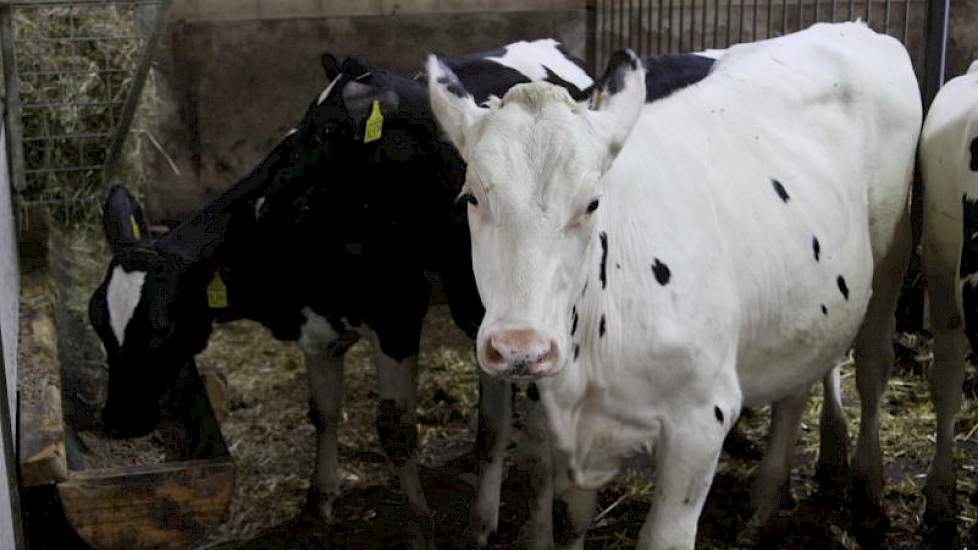 Jongveeopfokspecialist Armanda Boersma heeft Vrielink o.a. geadviseerd over de afmeting van de groepshokken en de roostervloer. In de voorste hokken komen de jongste kalveren aan een kalverdrinkautomaat. Ze staan drie tot vier weken in de eerste groep, da