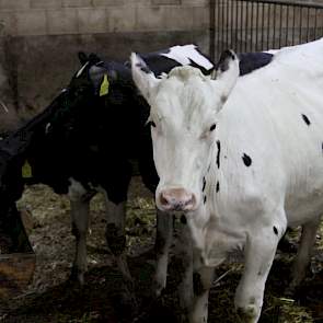 Jongveeopfokspecialist Armanda Boersma heeft Vrielink o.a. geadviseerd over de afmeting van de groepshokken en de roostervloer. In de voorste hokken komen de jongste kalveren aan een kalverdrinkautomaat. Ze staan drie tot vier weken in de eerste groep, da