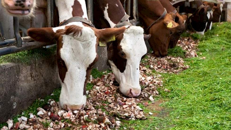 koeien nemen de smakelijke bieten zeer goed op