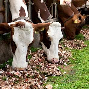 koeien nemen de smakelijke bieten zeer goed op