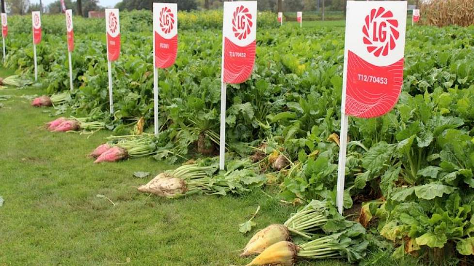 de veredeling van voederbieten is bij Limagrain altijd doorgezet