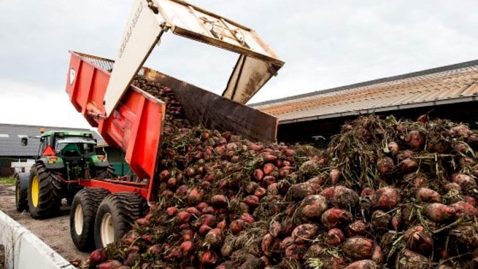 de voederbieten zijn vers te vervoederen tot ongeveer half maart