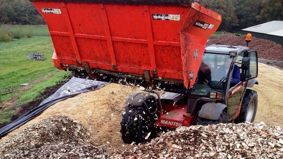 voederbieten gesnipperd door de maiskuil zijn jaarrond te voeren