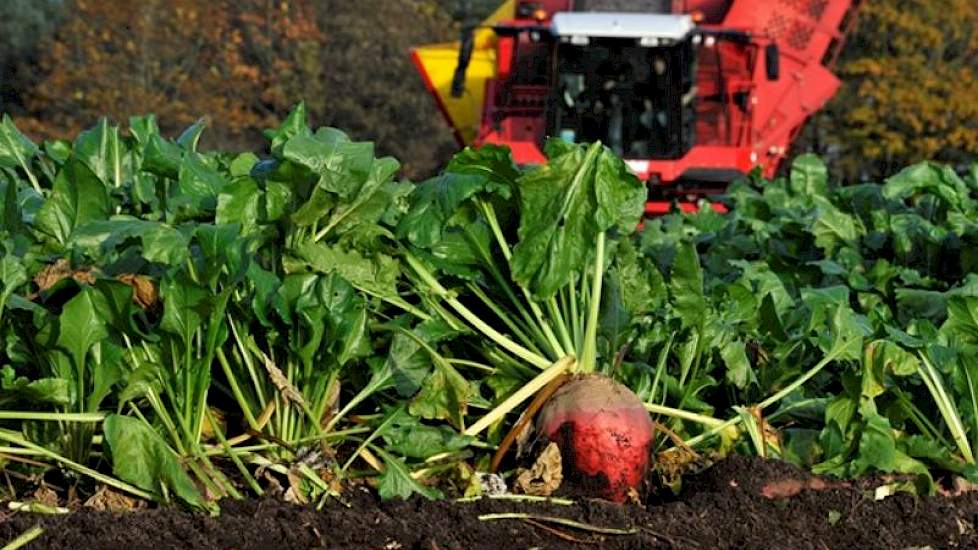 de teelt en oogst is vergelijkbaar met die van suikerbieten, en kan met bestaande mechanisatie uitgevoerd worden