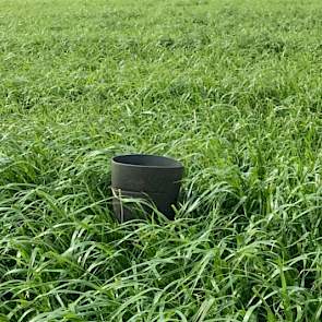 Drie weken later stond er alweer een mooie snede gras op het perceel zodat het samen met de eerste snede van het overige gras gemaaid kon worden