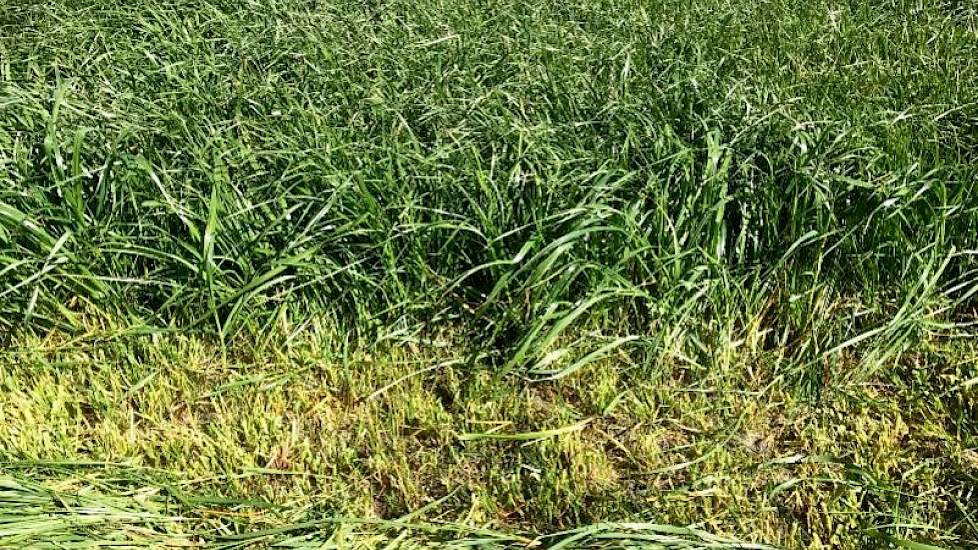 In de zachte winter groeide het gras mooi door. Zo kon zonder bemesting zeer vroeg een mooie 1e snede gemaaid worden