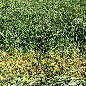 In de zachte winter groeide het gras mooi door. Zo kon zonder bemesting zeer vroeg een mooie 1e snede gemaaid worden