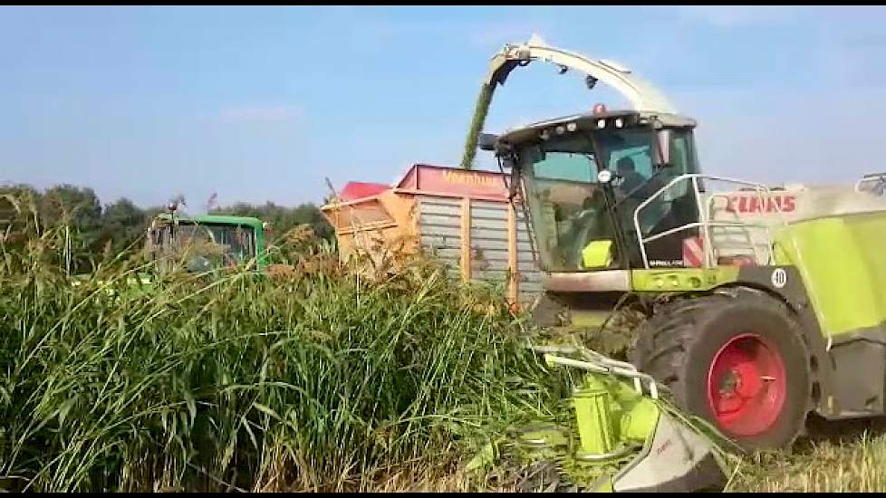 Hakselen sorghum loonbedrijf Kuenen