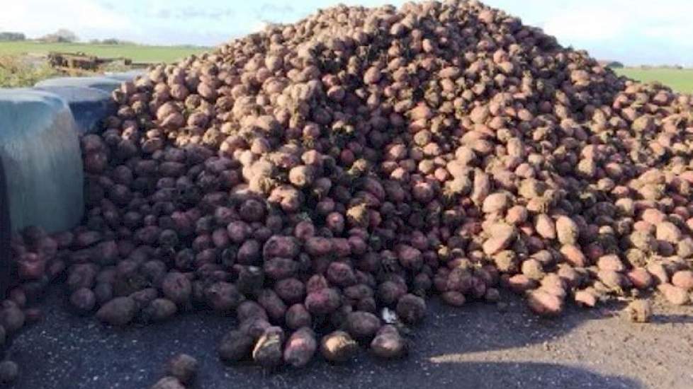 150 ton Rialto voederbieten per hectare in Friesland, mooi schoon gerooid