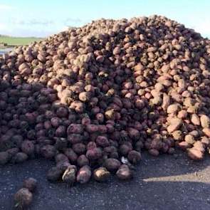 150 ton Rialto voederbieten per hectare in Friesland, mooi schoon gerooid