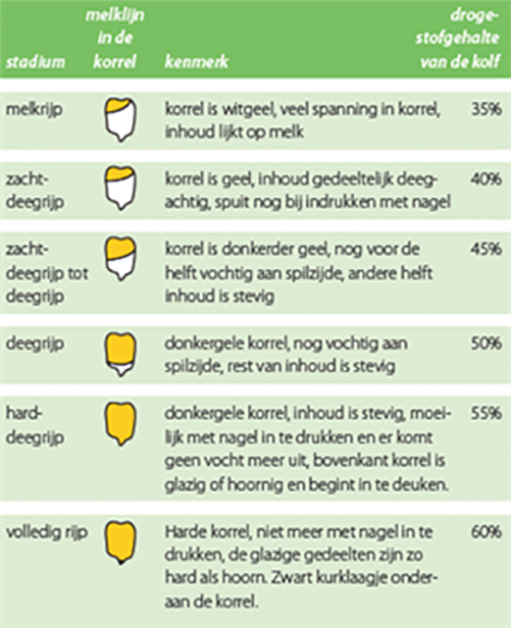 Afrijping maiskorrel