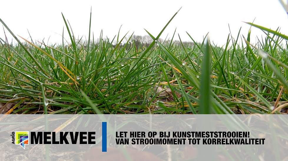 Kunstmest strooien: waarop letten? Van strooimoment tot korrelkwaliteit