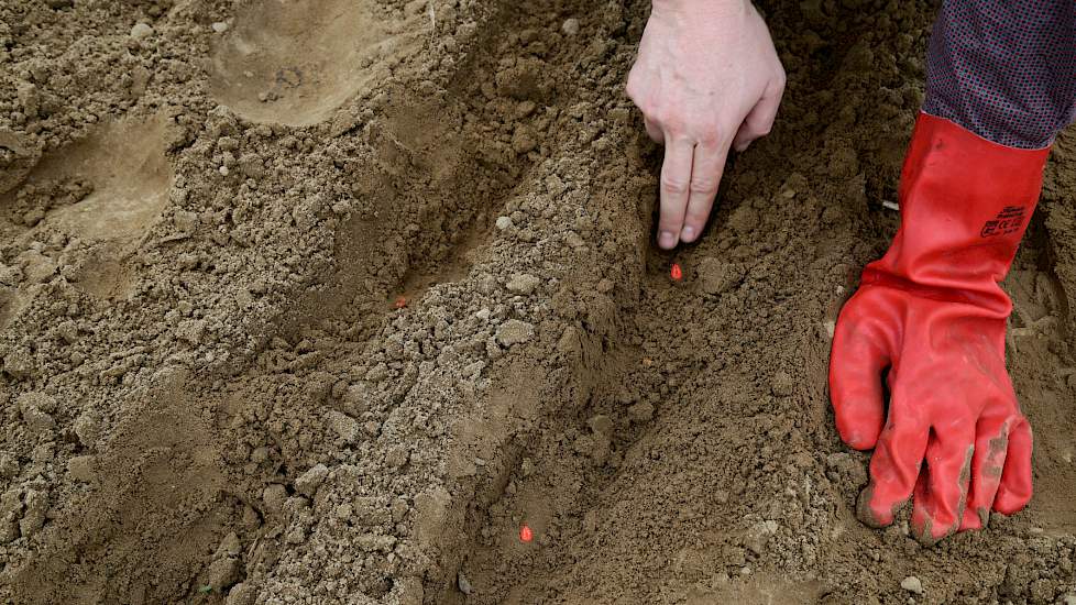 Volgens loonwerker Sander Huiskamp hebben de planten 70 procent meer ruimte om te groeien. Het grote voordeel ten opzichte van bijvoorbeeld ruitzaaien is dat grondbewerkingen als spuiten, schoffelen maar ook het onderzaaien van het vanggewas wel plaats ku