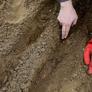 Volgens loonwerker Sander Huiskamp hebben de planten 70 procent meer ruimte om te groeien. Het grote voordeel ten opzichte van bijvoorbeeld ruitzaaien is dat grondbewerkingen als spuiten, schoffelen maar ook het onderzaaien van het vanggewas wel plaats ku