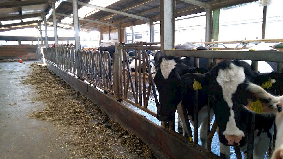 In dit gedeelte van de proefboerderij hangt in ieder spantvak een ander voerhek. „Daar worden geen proeven mee gedaan”, aldus Hünting. „We plaatsten al deze verschillende hekken, zodat boeren hier kunnen kijken welke types er allemaal zijn.”