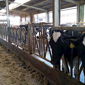 In dit gedeelte van de proefboerderij hangt in ieder spantvak een ander voerhek. „Daar worden geen proeven mee gedaan”, aldus Hünting. „We plaatsten al deze verschillende hekken, zodat boeren hier kunnen kijken welke types er allemaal zijn.”