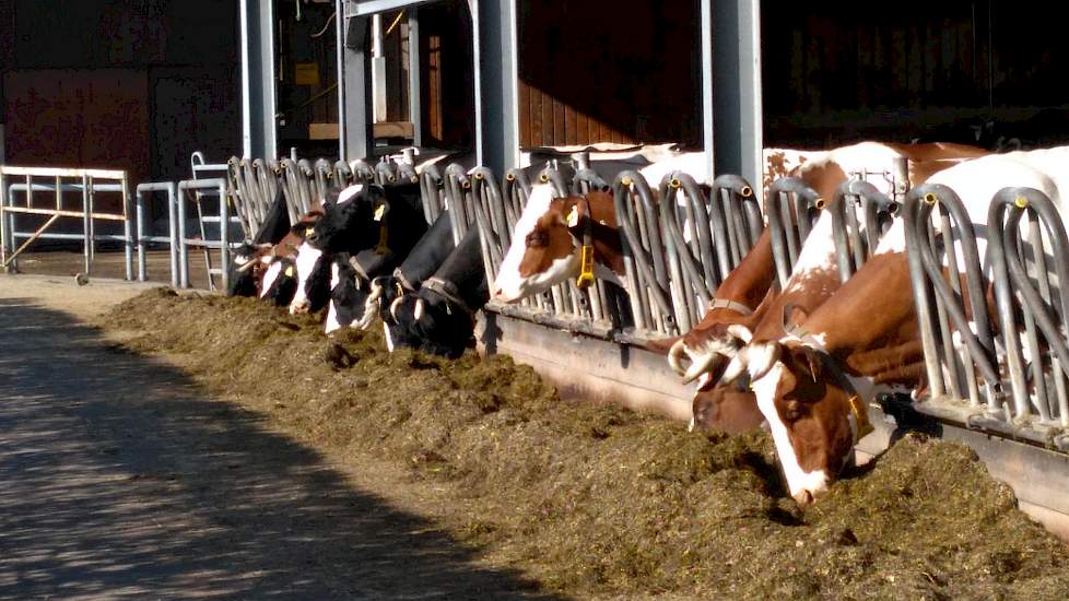 Het biologische gedeelte van het bedrijf is compleet afgescheiden van de rest. Hier lopen 45 biologische melkkoeien, die per koe gemiddeld maar liefst 9.000 kilogram melk per jaar produceren.