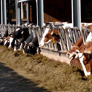 Het biologische gedeelte van het bedrijf is compleet afgescheiden van de rest. Hier lopen 45 biologische melkkoeien, die per koe gemiddeld maar liefst 9.000 kilogram melk per jaar produceren.