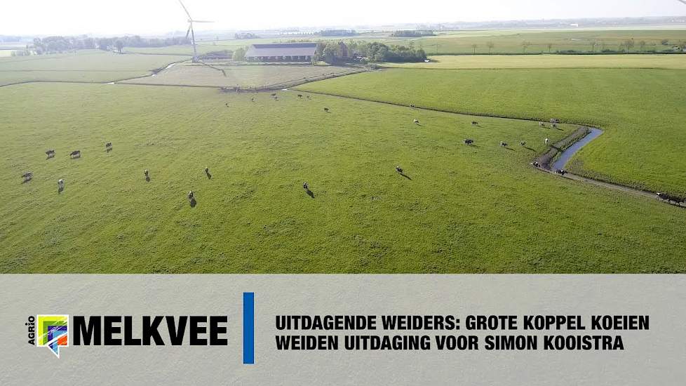 Uitdagende Weiders: Grote koppel koeien weiden uitdaging voor Simon Kooistra