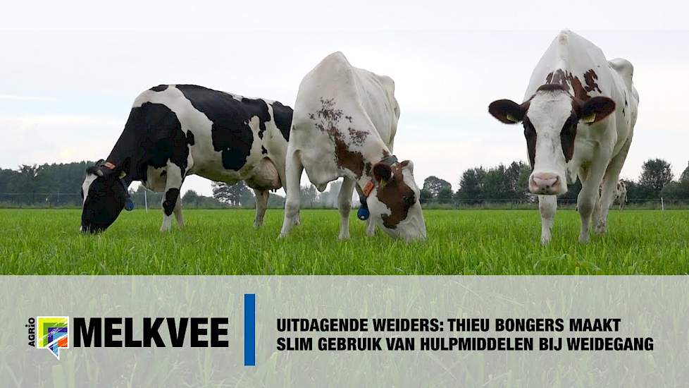 Uitdagende weiders: Thieu Bongers maakt slim gebruik van hulpmiddelen