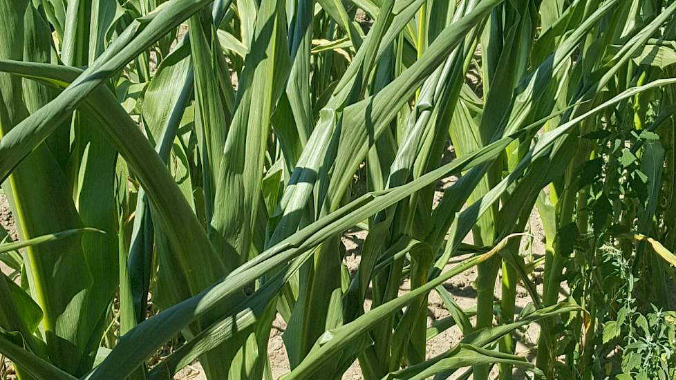 De maïs vertoont verschijnselen van droogte