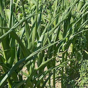 De maïs vertoont verschijnselen van droogte