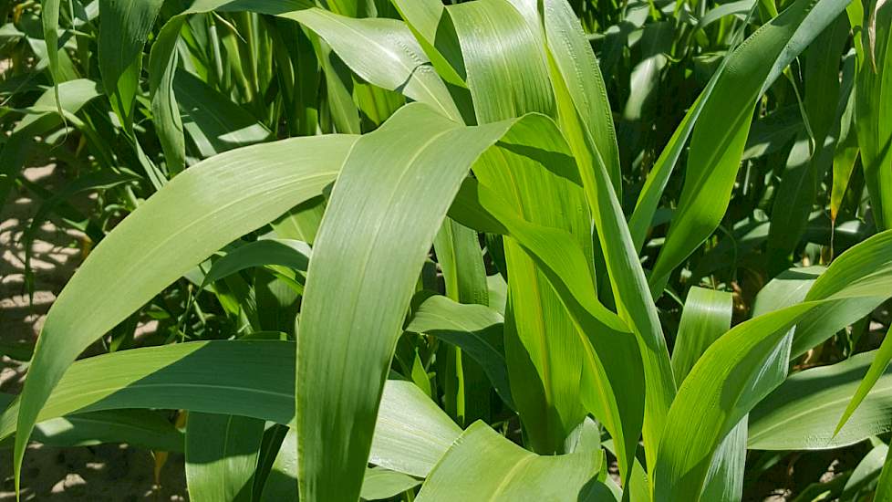 De sorghum ziet er nog fris en gezond uit