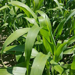 De sorghum ziet er nog fris en gezond uit